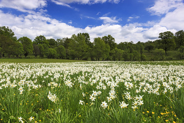 Field of daffodils blooming in spring