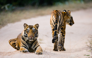 Fototapeta premium Two Bengal tiger on the road in the jungle. India. Bandhavgarh National Park. Madhya Pradesh. An excellent illustration.