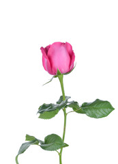 Pink Rose  on white background