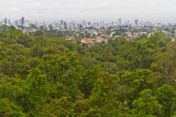 Fototapeta na wymiar Forest and Cityscape of Curitiba
