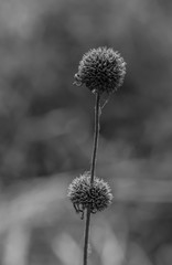 grass flowers beside the road in rural area 