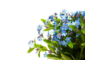 Forget-me-nots flowers