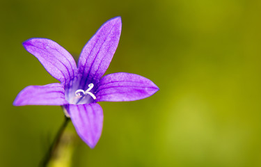 Field cornflower close-up. Bright cornflower on the green background bokeh. 