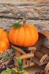 Pumpkin fancy on wood background.
