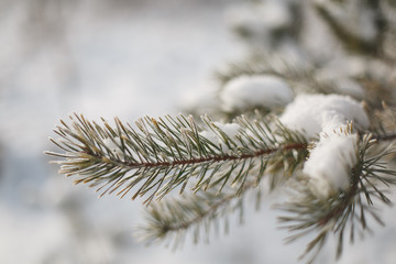 The snow on the branches of a tree