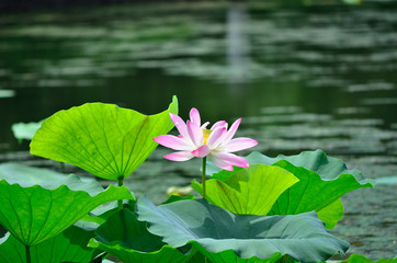 blooming pink lotus flower, Kyoto Japan.