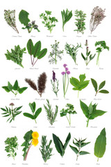 Large Herb Selection