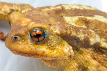 common toad (Bufo bufo) closeup of the head and eyes