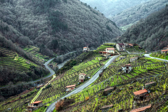 Vi&ntilde;edos en Chantada