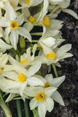 Fototapeta premium Bicolor daffodils