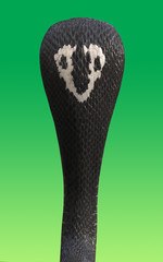 Portrait 3d King cobra snake isolated on green background