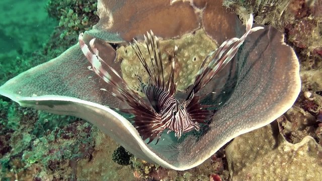 Colorful lionfish in wonderful tropical coral reef  - coral triangle of Indonesia