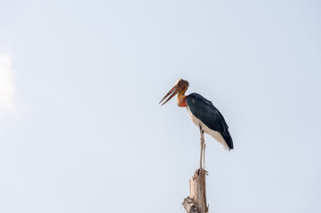 Lesser adjutant stork (Leptoptilos javanicus)