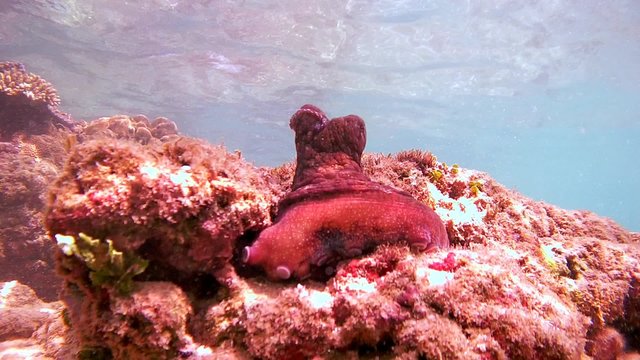 red octopus (Octopus cyanea) sits on a rock and cleans itself tentacles (Bottom View), Indian Ocean, Hikkaduwa, Sri Lanka, South Asia
