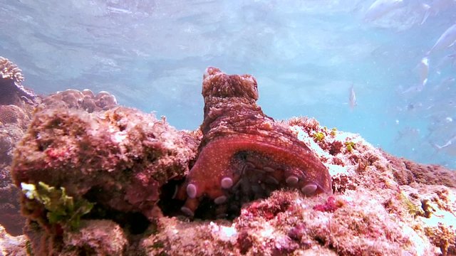 curious red octopus comes out of his hiding place on the stone and watching a bunch of trevally (Bottom View), Indian Ocean, Hikkaduwa, Sri Lanka, South Asia
