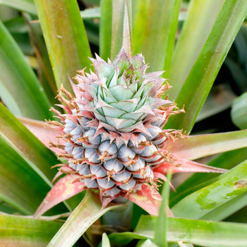 baby pineapple in the farm