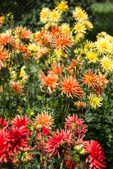 Close up of colorful dahlia flower in garden