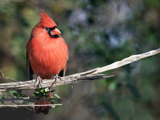 Male Northern Cardinal