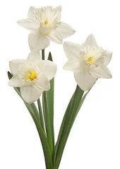 Crédence de cuisine en verre imprimé Narcisse Gros plan de narcisse blanc