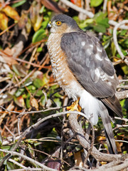 Sharp-shinned Hawk