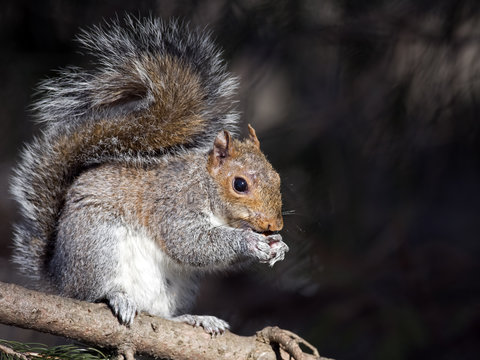 Eastern Gray Squirrel