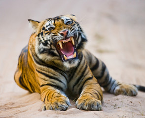 Obraz premium Wild Bengal Tiger lying on the road in the jungle. India. Bandhavgarh National Park. Madhya Pradesh. 