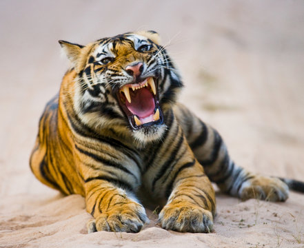 Fototapeta Wild Bengal Tiger lying on the road in the jungle. India. Bandhavgarh National Park. Madhya Pradesh. 