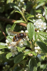 bee and flowers