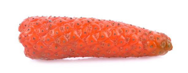 Long pepper or Piper longum isolated on white background