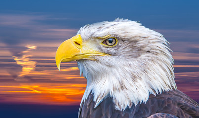 Weißkopfseeadler