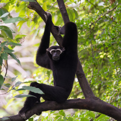 Black Gibbon(White-Cheeked Gibbon)