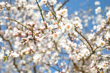 Obraz premium Spring Cherry blossoms, pink flowers.
