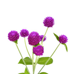 Fototapeta premium Globe amaranth beauty flower in white background