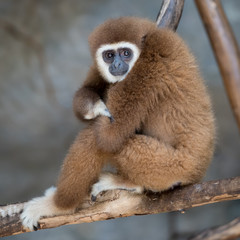 Brown Gibbon in the zoo