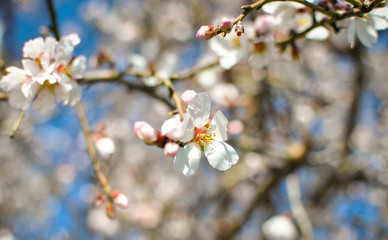 Spring Cherry blossoms, pink flowers.