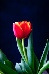 bouquet of tulips in front of spring scene