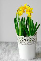 Fresh narcissus flowers on wooden background