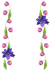 spring flowers tulips isolated on white background