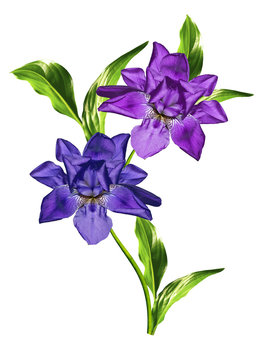 spring flowers  iris; isolated on white background