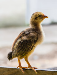 Little chicken