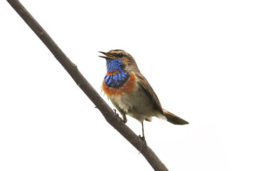 Bluethroat bird on branch isolated on white background
