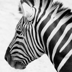 Naklejka na ściany i meble black and white zebra