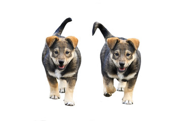 two cute funny puppy stepping on white isolated background