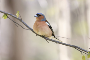 Chaffinch bird singing on branch in spring song