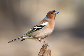 Chaffinch bird singing on branch in spring song