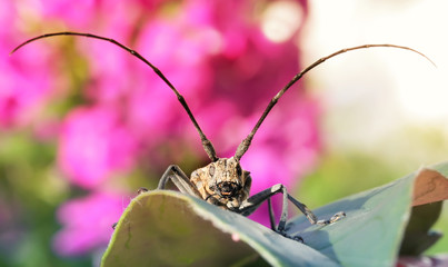 beetle with a big moustache sitting on a bright flower