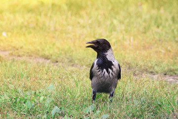 hooded crow standing on a green meadow amidst the grass