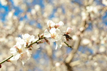 Spring Cherry blossoms, pink flowers.