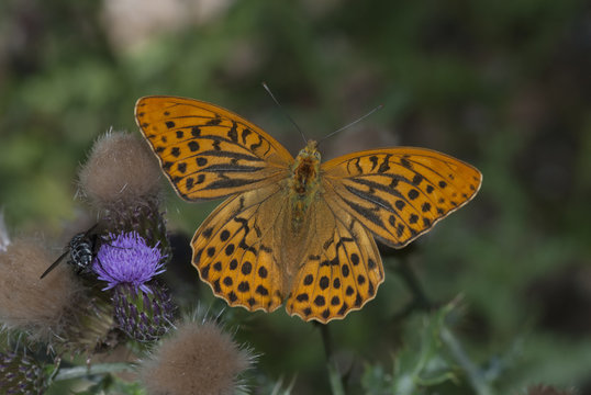Mariposa Argynnis paphia