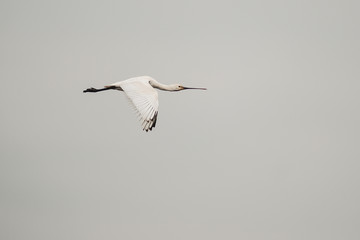 Spatola (Platalea leucorodia) in volo